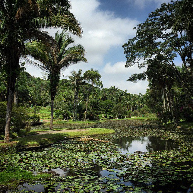 Relaxing afternoon at São Paulo Jardim Botanico.