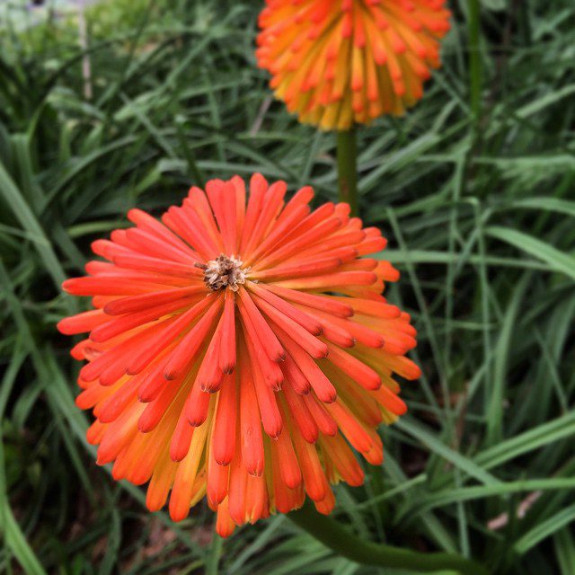 Red hot pokers...