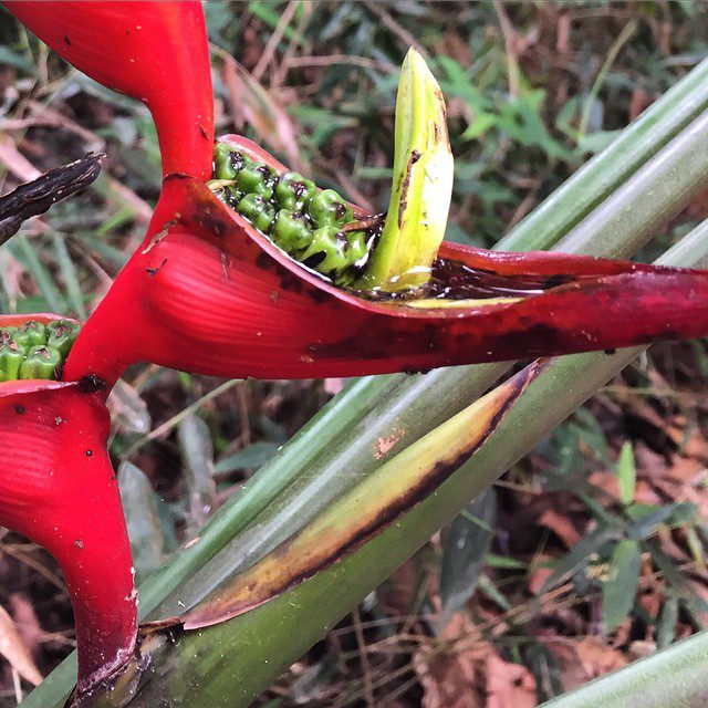 The phallic flower.