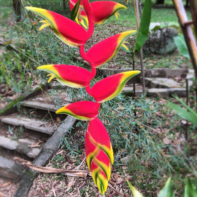 Again not sure about the name, Flores vermelhas.