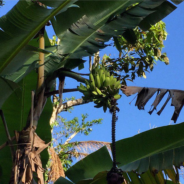 No need to buy bananas if you don't mind shining up a tree (and don't get caught by whoever owns the land)