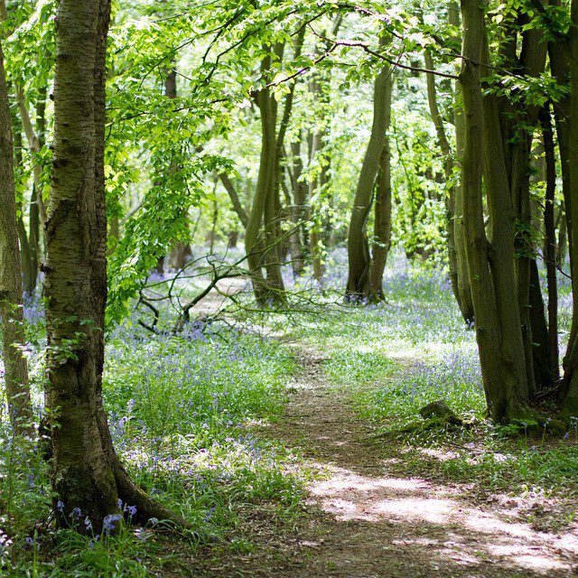 Carpets of bluebells. #alsawood #canon #canon550d #ef5014